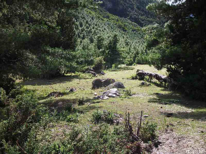 Pisang – zdjęcie 60