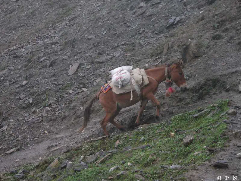 Thorong La – zdjęcie 104