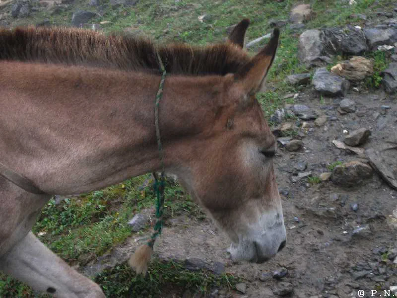 Thorong La – zdjęcie 108