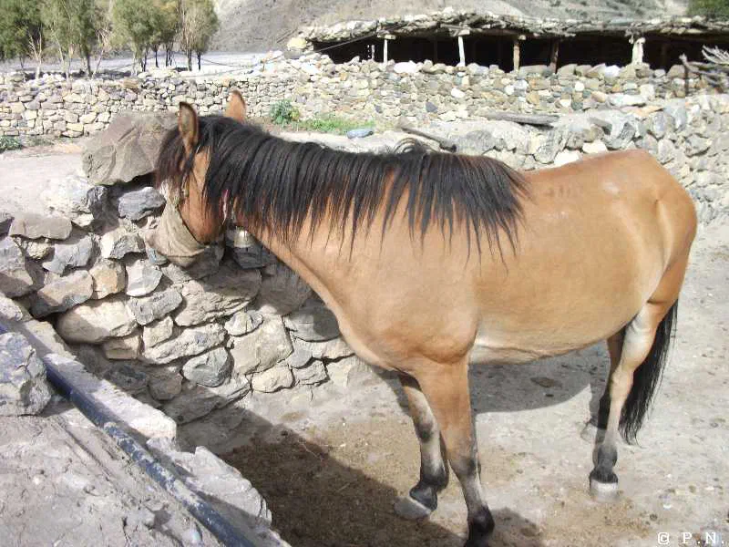Kaligandaki – zdjęcie 17