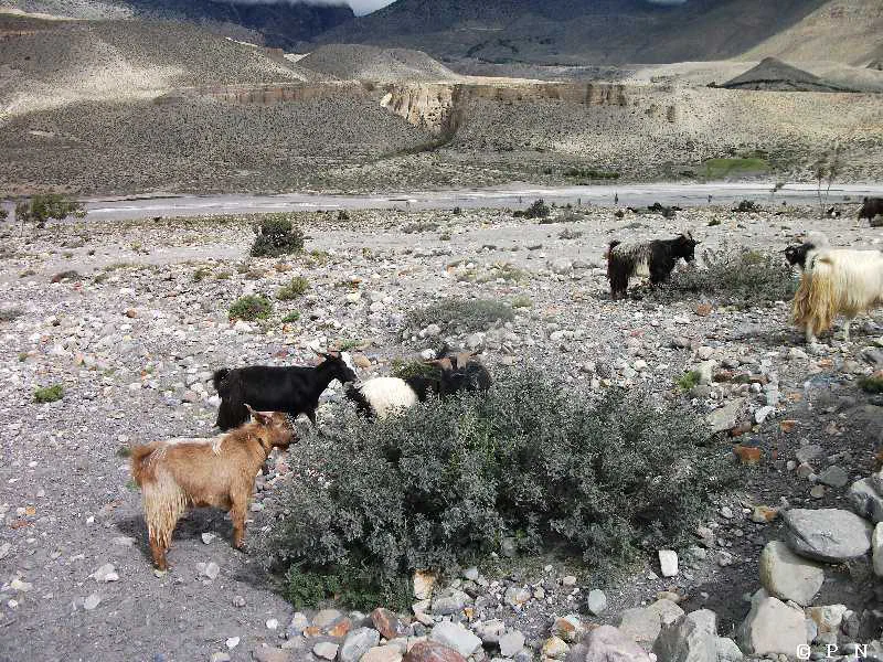 Kaligandaki – zdjęcie 50