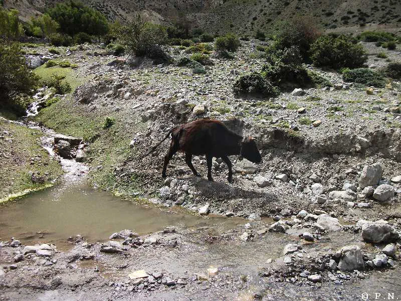 Kaligandaki – zdjęcie 77