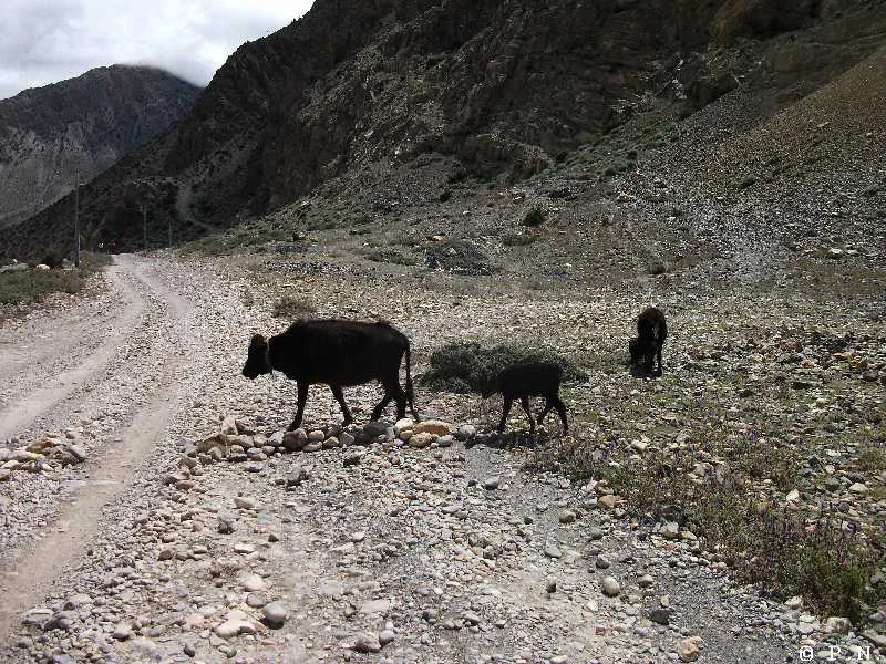 Kaligandaki – zdjęcie 89