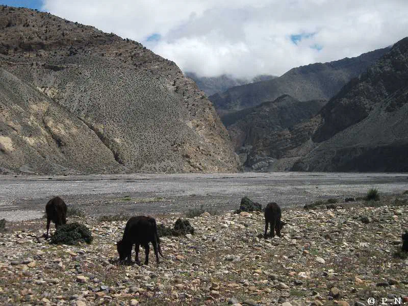 Kaligandaki – zdjęcie 90