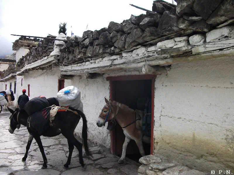 Muktinath (w przygotowaniu)