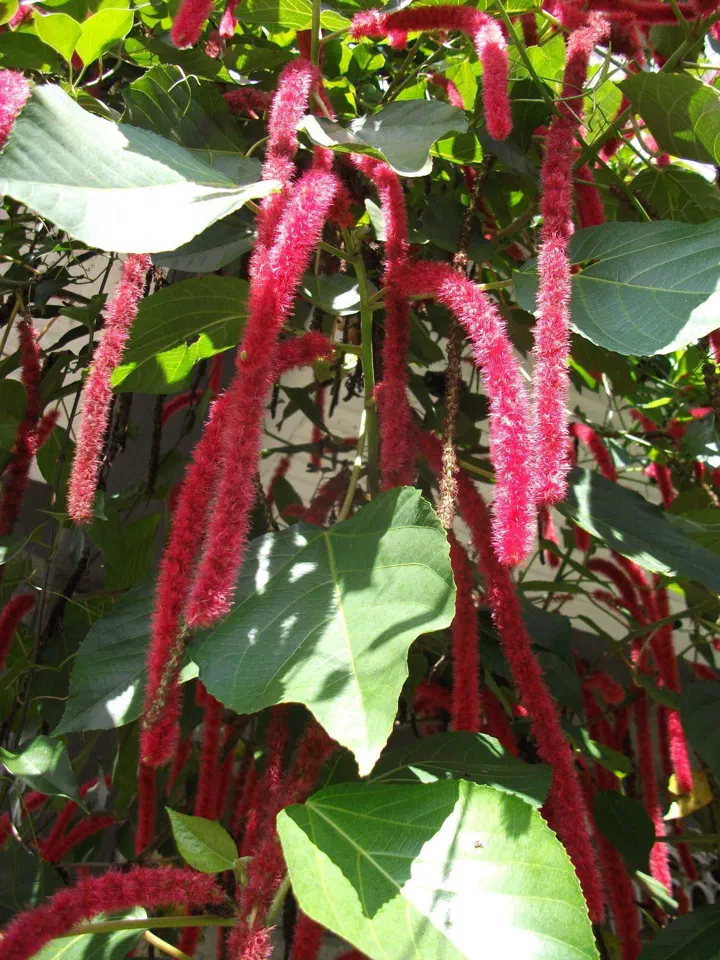Pokhara – zdjęcie 12