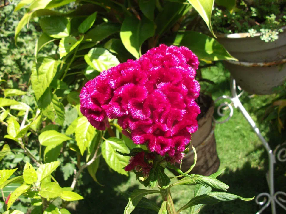 Pokhara – zdjęcie 13