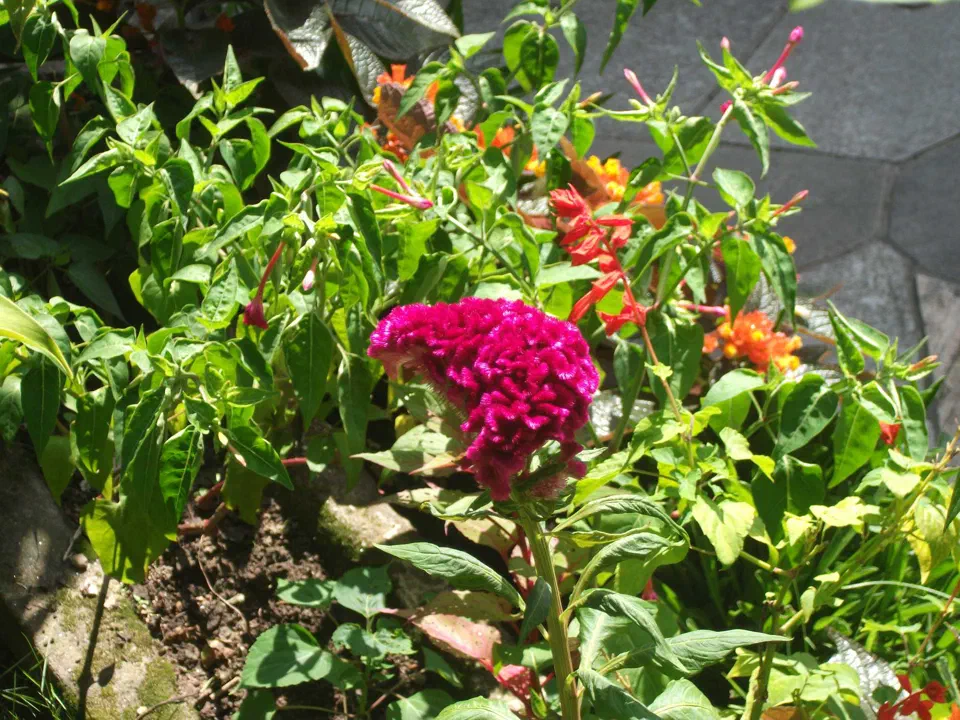 Pokhara – zdjęcie 19